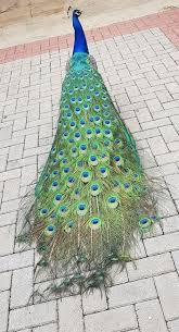 Vorlage für die abteilung 1 (rot) author: Die 55 Besten Ideen Zu Pfau In 2021 Pfau Pfau Kunst Pfau Bilder