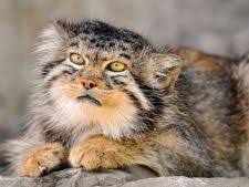 Maybe you would like to learn more about one of these? Animale Pe Cale De Disparitie