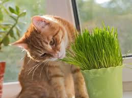 Erfahren sie, welche 20 pflanzen nicht giftig für katzen sind. 10 Ungiftige Zimmerpflanzen Fur Katzen Hubsch 100 Ungefahrlich