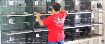 Suara kicaunya yang merdu dan penampilan fisiknya yang indah menjadi salah dua daya tarik burung dari famili muscicapidae ini. Baeks Jual Murai Batu Surabaya Hp 081332211321