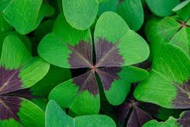 T is a large genus of flowering plants with over 550 species native to the tropical climates of south america often referred to as wood sorrels, oxalis are also known as false shamrocks and a plethora of other common names. Digging Into The Weedy Wonderful World Of Oxalis Or False Shamrock Plants A Natural Curiosity