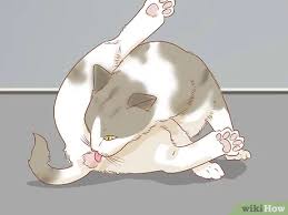 Masses or tumors are formed when the cells multiply too quickly. How To Diagnose And Treat Anal Gland Disease In Cats 15 Steps