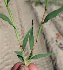 Image result for Tragus berteronianus