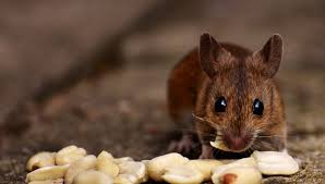 When you purchase our complete program, our experts spend approximately 4 hours on site—double the industry average. Hiring A Professional Mice Exterminators Or Doing It Yourself