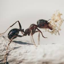 Check spelling or type a new query. Symbiose Definition In Der Biologie Mit Beispielen