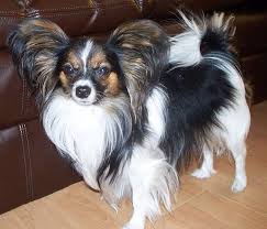 The best way to determine the temperament of a mixed breed is to look up all breeds in the cross and understand that you can get any combination of the characteristics found in either breed. 15 Chihuahua Mixed Breeds Pint Sized Cuties To Cuddle With