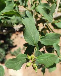 Image result for Cordia sinensis