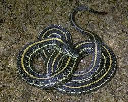They are found everywhere from alaska to florida, though they do not live in the southwest. Adw Thamnophis Radix Information