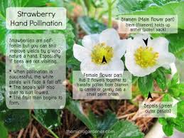 Sometimes, a person needs to intervene and pollinate flowers by hand. 4 Steps To Improve Pollination And Your Harvests Part 2 Pollination Bee Friendly Flowers Parts Of A Flower