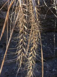 Image result for Rhynchosia torrei