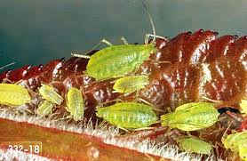 It is a very dynamic tool as in order to perform pest (or any other variation of it) managers have to gather as much relevant information as his interest and studies in strategic management turned into sm insight project, the. Hop Hop Aphid Pacific Northwest Pest Management Handbooks