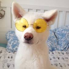 Animal Animals Glasses Friends Dog Puppy Cute Tumblr Https Weheartit Com Entry 301158945 Context Page 160 Context Type Exp Cute Animals Dogs Animals