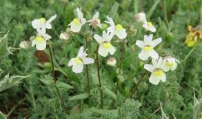 Image result for Nemesia zimbabwensis