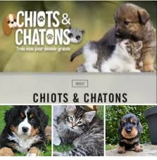 Prices and availability subject to change. Accueil Elevage De L Abbaye Sainte Marie Eleveur De Chiens Teckel