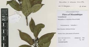 Image result for Helixanthera schizocalyx