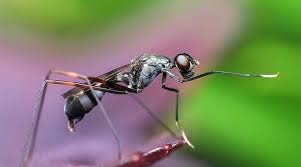 Specifically, every insect i'd ever killed was returning. Biblical Meaning Of Ants In Dreams Interpretation And Meaning