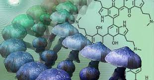 Mystery Of Why Magic Mushrooms Go Blue Solved Research Chemistry World
