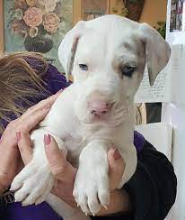 Das ist das neue ebay. Great Dane Mix Puppy