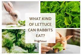 The problem is the intestinal gas that can occur when eating clover in higher quantities. Can Rabbits Eat Lettuce What Kind Of Lettuce Can Rabbits Eat