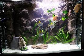 Gta 4 Big Fish Tanks Custom Aquarium Big Aquarium