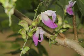 Image result for Canavalia africana