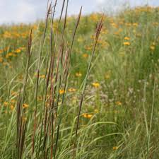 Image result for Andropogon schirensis