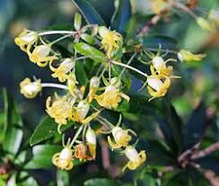 Image result for Pittosporum fulvotomentosum