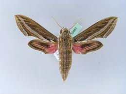 Image result for Hippotion celerio