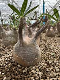 Image result for Pachypodium