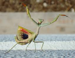 The praying mantis represents clear sight or clear knowing of psychic energies that shape your reality. Praying Mantis Desertusa