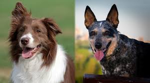 The border heeler hybrid combines two of the hardest working dog breeds in the world: Border Collie Vs Australian Cattle Dog Blue Heeler Breed Comparison