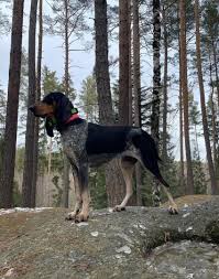 Image result for jurský honič