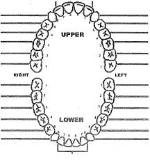 Blank Tooth Chart Dental Assistant Study Dental Teeth