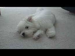 Black And White Coton De Tulear Puppies For Sale Jaycee Coton De Tulear Howling Coton De Tulear Dogs Coton De Tulear Coton