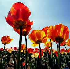 Zurzeit keine produkte im onlineshop. Ratgeber Die Pflanzsaison Beginnt Fruhlingsblumen Fur Balkon Und Garten Welt