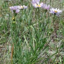 Image result for Pavetta decumbens