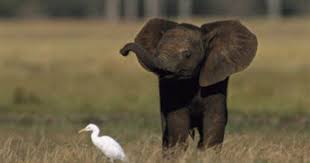 One Morning I Shot An Elephant In My Pajamas Movie 49 Pictures Of Baby Elephants Cute Baby Elephant Baby Elephant Pictures Pygmy Elephant