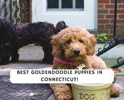 Moss creek goldendoodles is a premium home breeder of english goldendoodle puppies located in sunny central florida. Goldendoodle Puppies In Connecticut Top 4 Breeders 2021 We Love Doodles