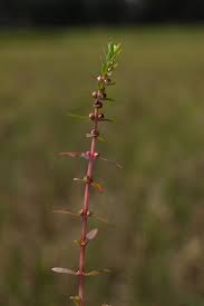 Image result for Ammannia baccifera