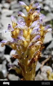 Image result for Orobanchaceae