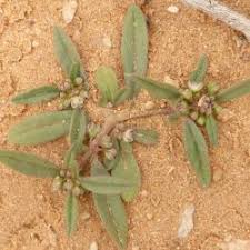 Image result for Gisekia