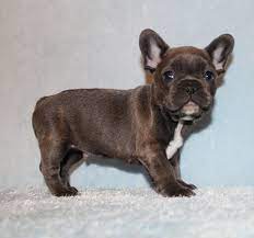 Akc Blue Tri Carrier French Bulldog Puppy Boy Harry Frenchieforsale Frenchie4sale Frenchbulldog French Bulldog Puppies French Bulldog Dog Bulldog Puppies