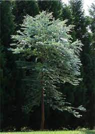 Eucalyptus Plant Eucalyptus Tree Fast Growing Shade Trees Fast Growing Trees