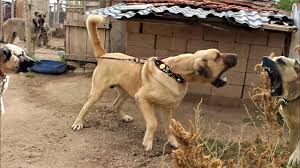 Cok Buyuk Ve Ofkeli Dev Aksaray Malaklisi Kopegi Turk Aslanlarinin Diyari Anadolu 2 Bolum Dog Youtube