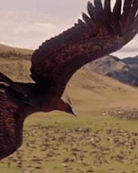 The phoenix is a part of ancient greek folklore, a giant bird associated with the sun. Phoenix Bird Real Story Zerox