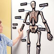 I made it for my senior project. Human Skeleton 36 Inches Magnetic 3d Demo Science Model Science Models Educational Insights Science