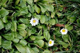 Bellis daisies, as they're commonly called, are a familiar ingredient of spring bedding schemes, with a multitude of varied uses. Common Daisy English Daisy Bellis Perennis Herbaceous Perennial Stock Photo Picture And Royalty Free Image Image 97247423