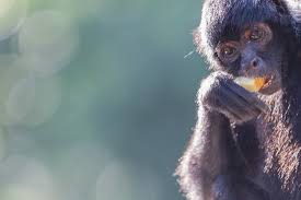 The monkey travels from one tree to another by using its tail. Spider Monkeys New England Primate Conservancy