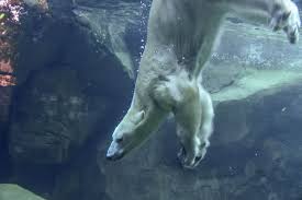 The polar bear is a massive white bear that lives in the arctic regions. Polar Bear The Maryland Zoo