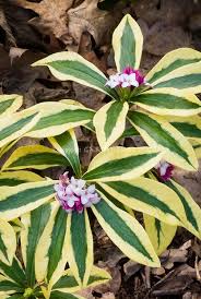 Maybe you would like to learn more about one of these? Huntersgardencentre Com Daphne Summer Ice
